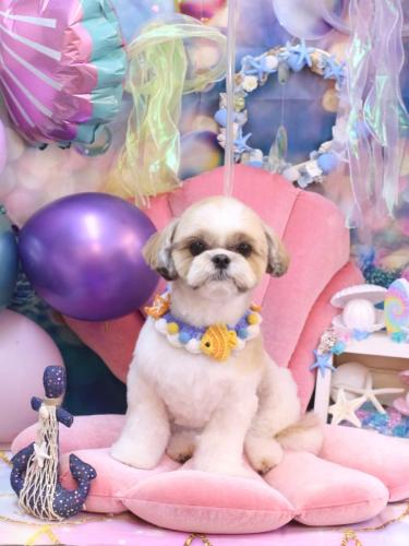 20240828あずきちゃん